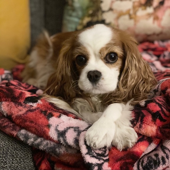 Meet your Posher! - Picture 3 of 3